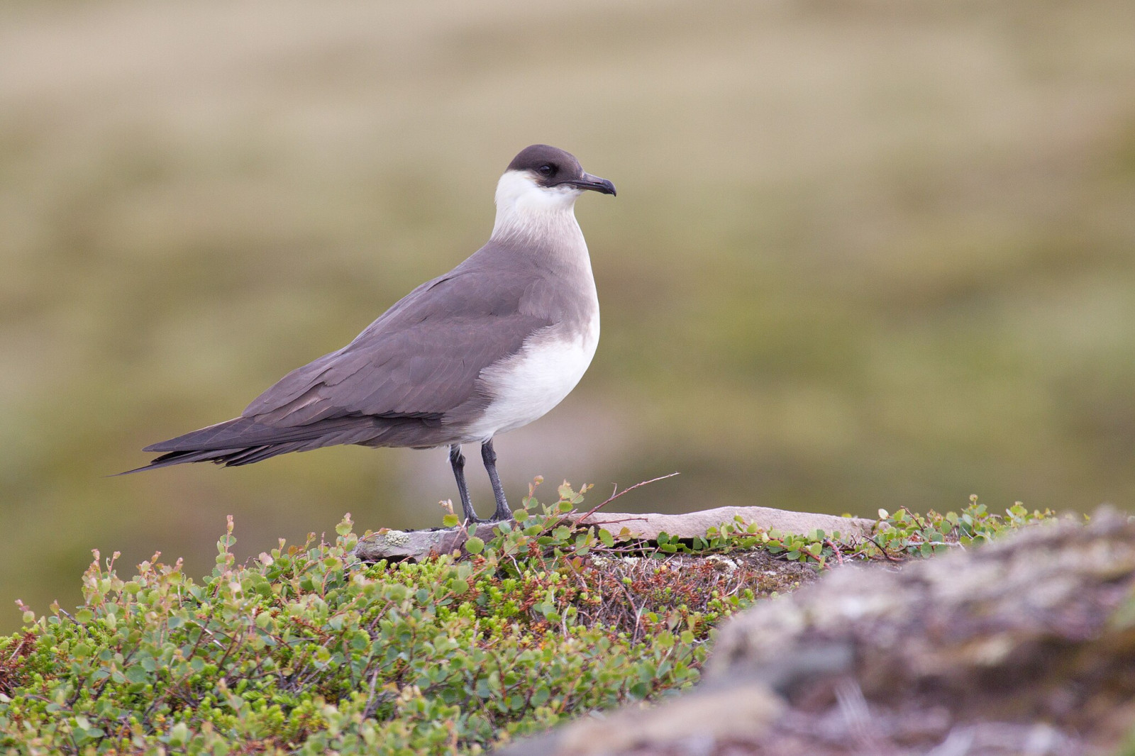 image Parasitic Jaeger